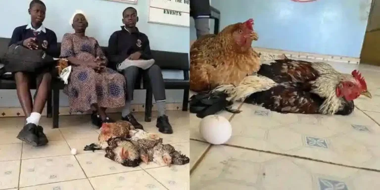 Grandmother Arrives with 6 Chickens to Pay Grandkids’ School Fees After They’re Sent Home